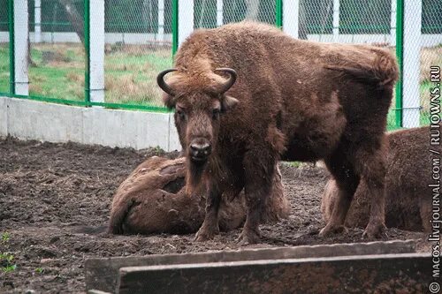 Беларусь 2011. Беларусь 2011
