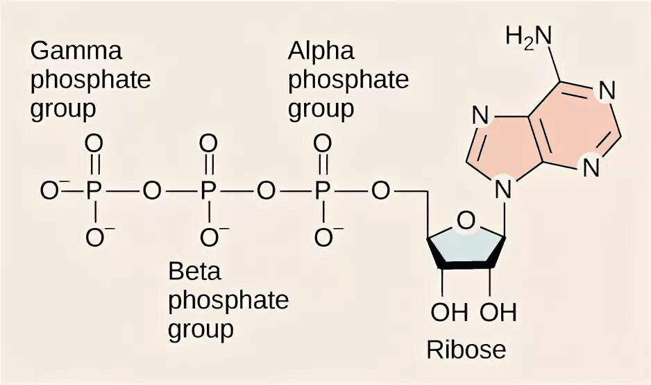 АТФ аденозин. Рибоза в АТФ. Аденозин 5 фосфат. ATP structure.