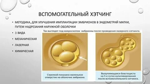 Имплантация эмбриона после переноса форум