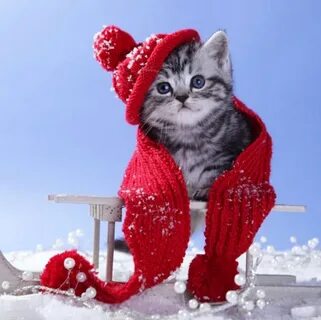 Добрый день кот