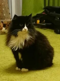 Коты челны