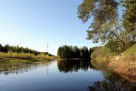 Камела
