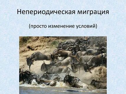 Что такое миграции в биологии