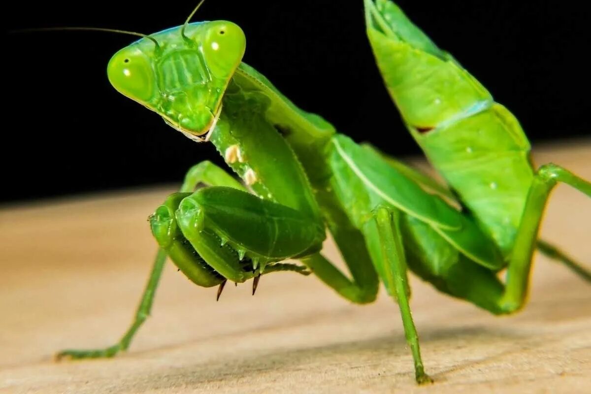 Богомолы Мантис зелёный. Жук богомол. Богомол обыкновенный (Mantis religiosa). Богомол кузнечик Саранча.