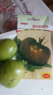 Сорт помидор болото