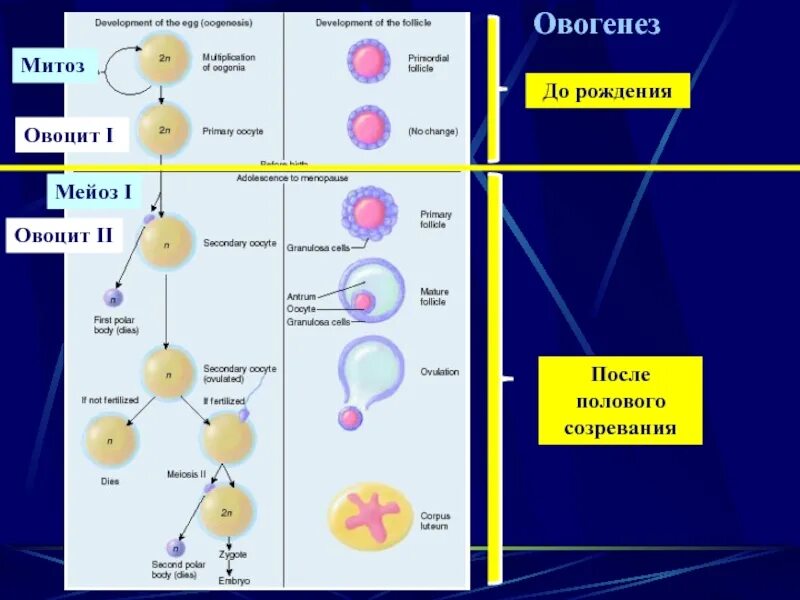 Сколько аутосом содержится у человека. Митоз в овогенезе. Овогенез митоз мейоз. Овоцит. Накопление желтка в овогенезе.