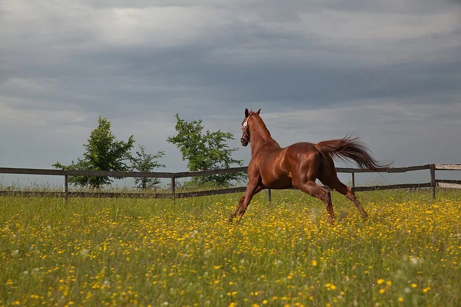 Конь абзац. Ахалтекинская порода лошадей свечка. Лошадка летом. Лошадь на поляне. Кск вереск валищево.