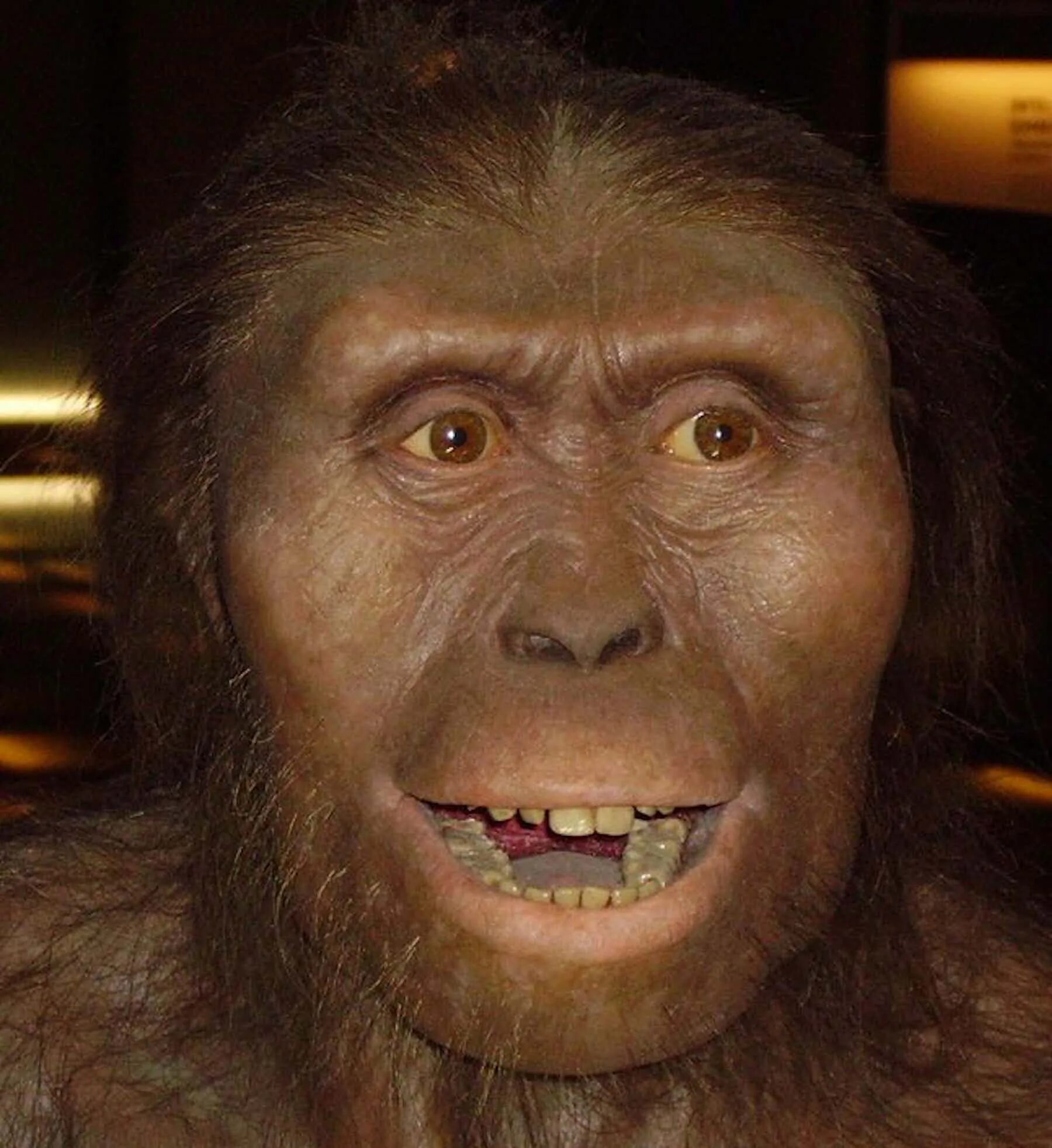 Предок человека называется. Австралопитек афарский. Australopithecus Afarensis (австралопитек афарский). Австралопитеки гоминид.