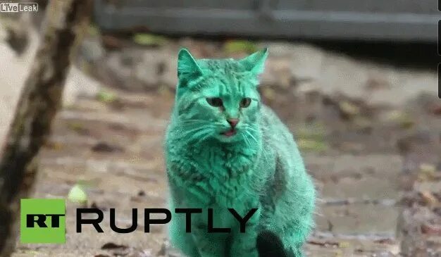 Зеленый кот варна. Зеленая кошка. Зеленый кот москва. Зеленый кот москва. Бирюзовый кот.