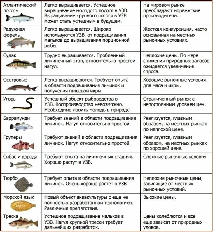 Какую рыбу не выращивают искусственно. Виды выращивания рыб. Какая рыба выращивается искусственно список. Рыба выращенная в искусственных условиях перечень. Какую рыбу можно до года