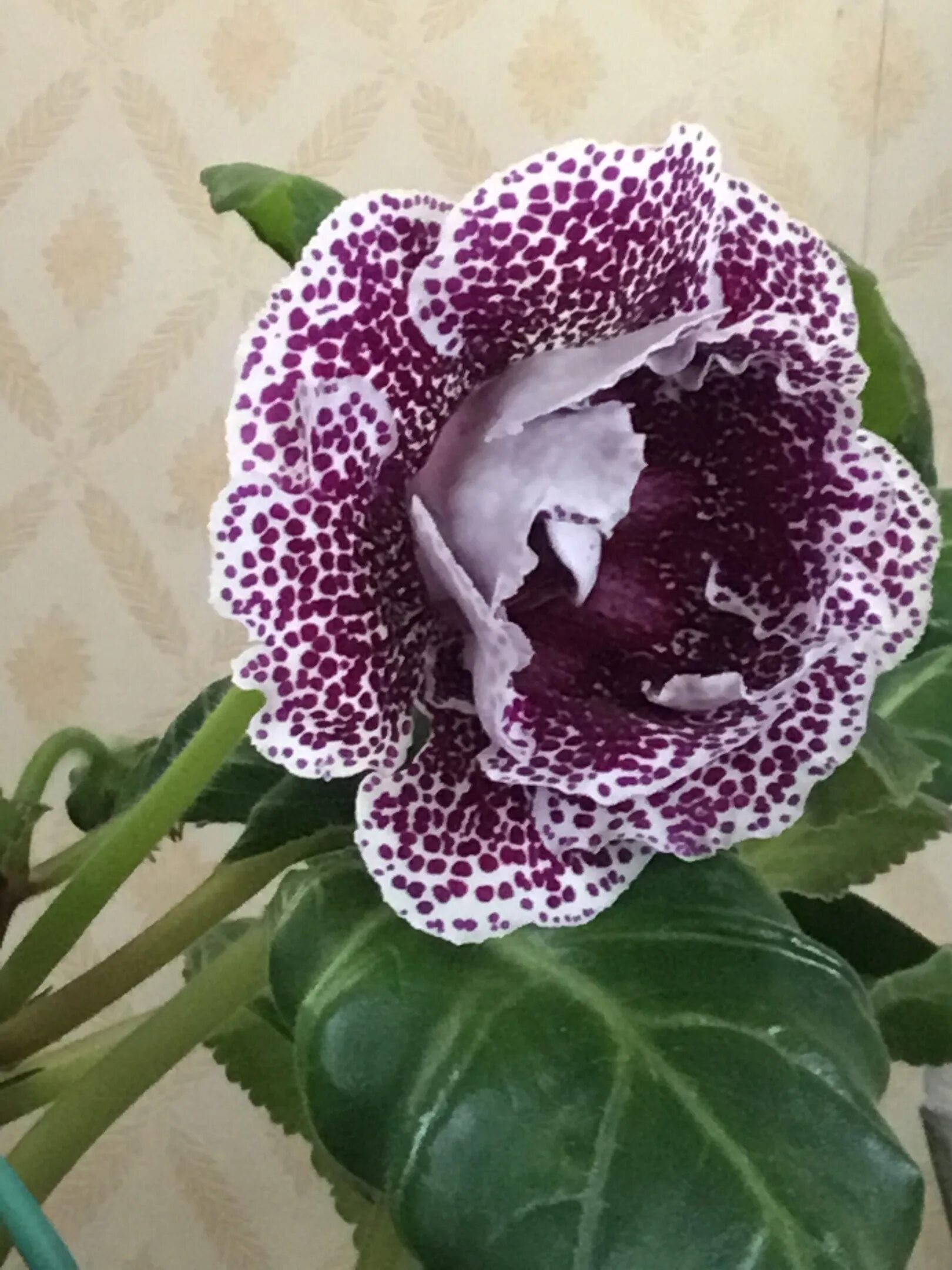 Глоксиния сиреневый муар. Глоксиния марс. Глоксиния зимой. Глоксиния зимой. Глоксиния зимняя вишня.