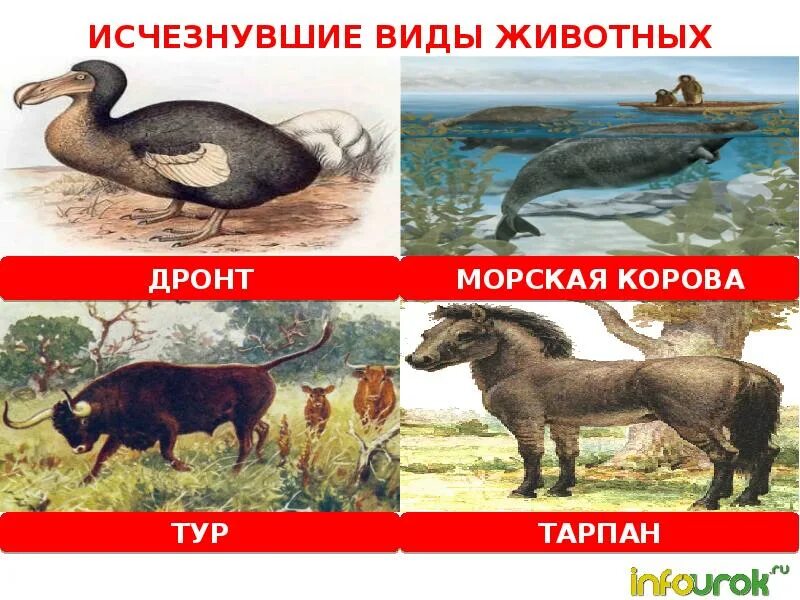 Изображение пропадает если оно биология