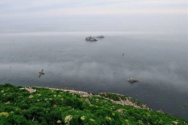 На острове... / Охотское море Миль 50 от берега / Автор: Анатолий Макоедов