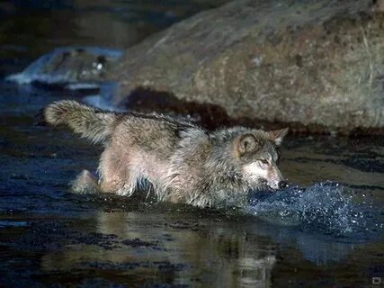 Волки под водой