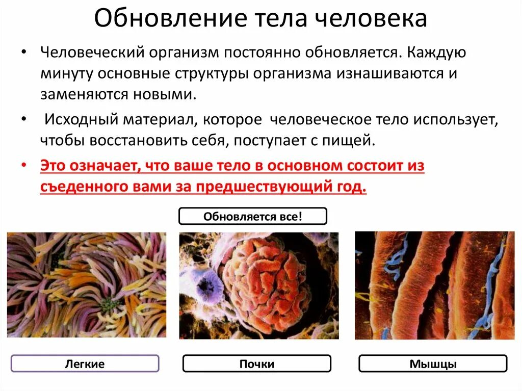 Обновление клеток в организме человека. Обновление клеток в организме человека сроки. Сроки обновления клеток организма. Клетки человеческого организма. Почему они периодически обновляются