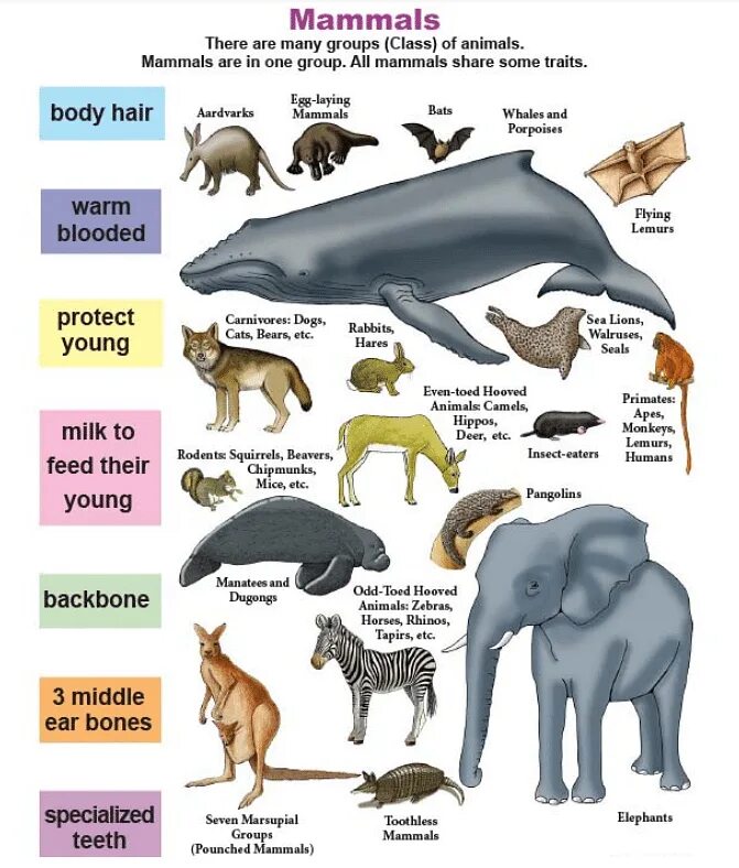 Три примера животных млекопитающих. Млекопитающие животные. Млекопитающие список. Млекопитающие звери. Название всех млекопитающих животных.