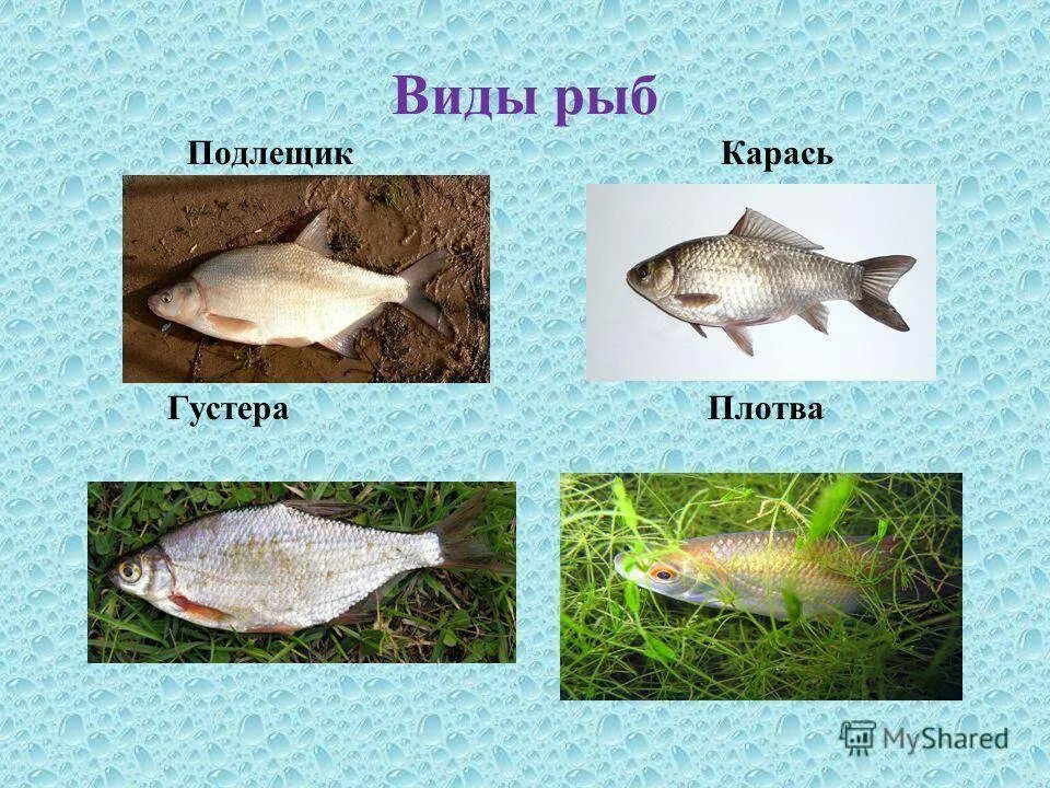 Чем отличается густера от подлещика. Лещ подлещик густера отличия. лещ синец густера. густера подлещик синец отличия. синец подлещик густера.