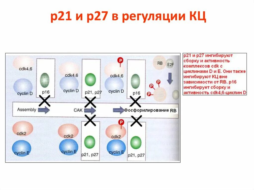 Регуляция клеточного деления. Регуляция процессов клеточного деления. Механизмы регуляции деления клеток. Механизмы регуляции клеточного деления в организме.. Скорость деления клетки