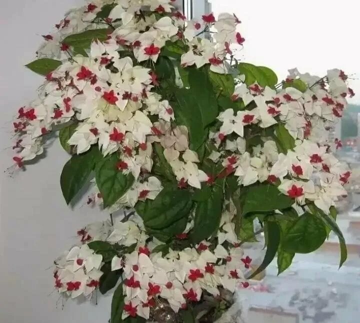 Клеродендрум томпсона уход в домашних условиях фото Клеродендрум Томпсона купить в Челябинске Товары для дома и дачи Авито