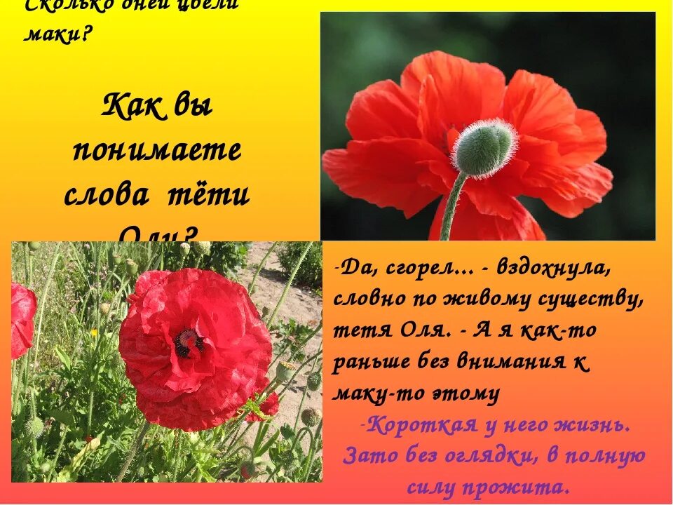 Что волнует писателя живое пламя. Маки живое пламя. Маки цветы описание. Стихи про маки. Рассказать про цветок Мак.