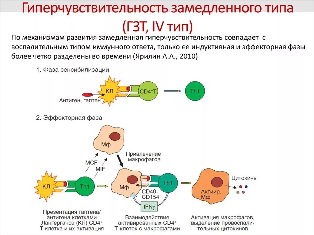 Реакции виды типы развитие. Схема аллергической реакции 4 типа. механизм развития аллергической реакции схема. гзт 4 тип гиперчувствительности. реакция гиперчувствительность замедленного типа.