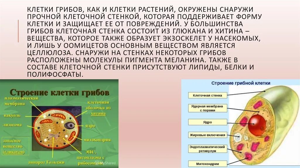 Признаки грибов наличие клеточной стенки. Клеточная стенка грибов из хитина растений. Строение грибной клетки. Из чего состоит клеточная стенка грибов. Оболочка грибной клетки.