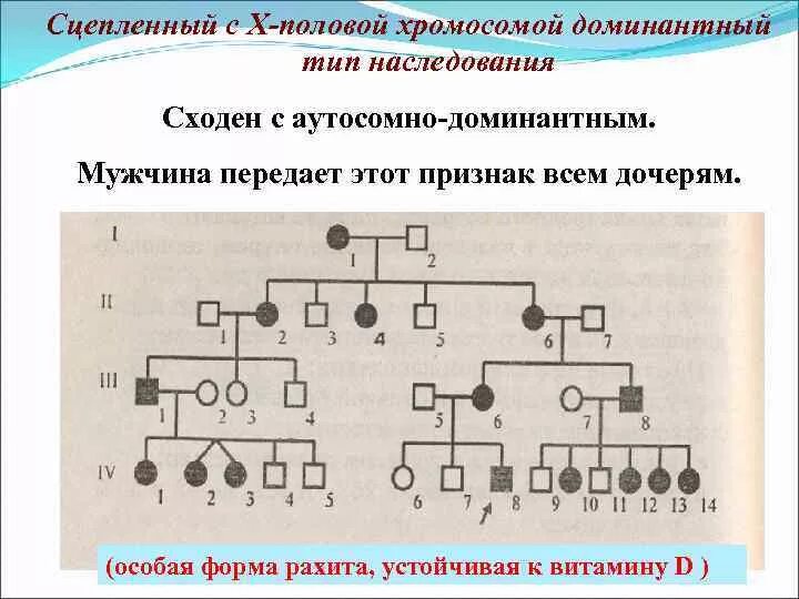 X сцепленный рецессивный Тип. Х сцепленный доминантный Тип наследования схема. Болезни с х сцепленным доминантным типом наследования. Х доминантный Тип наследования х рецессивный сцепленный.