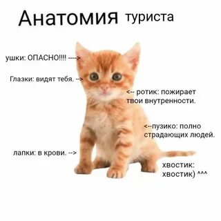 Я котик самбука текст