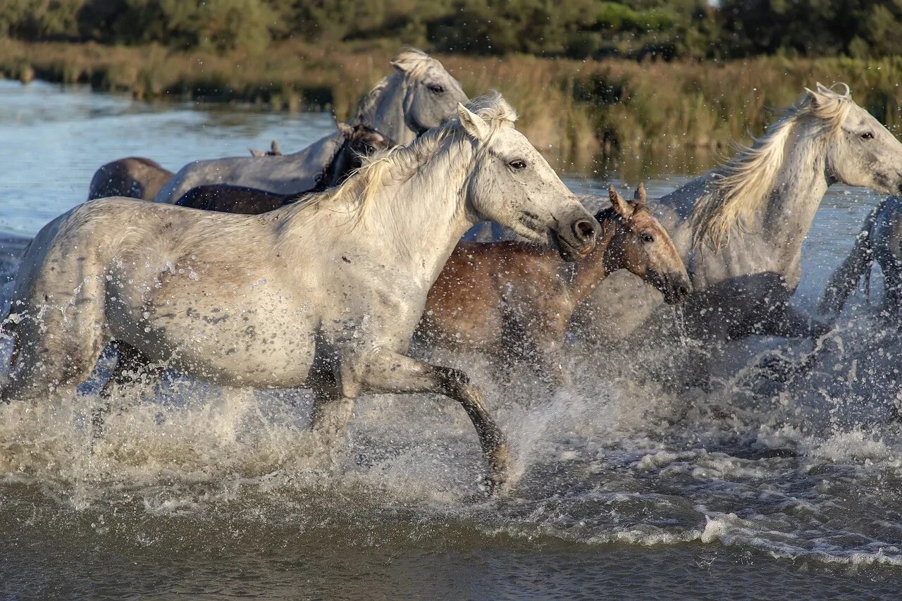 Чудесный витязь коня из реки. Камаргу порода лошадей. Табун лошадей. Стадо лошадей. Лошади в воде.