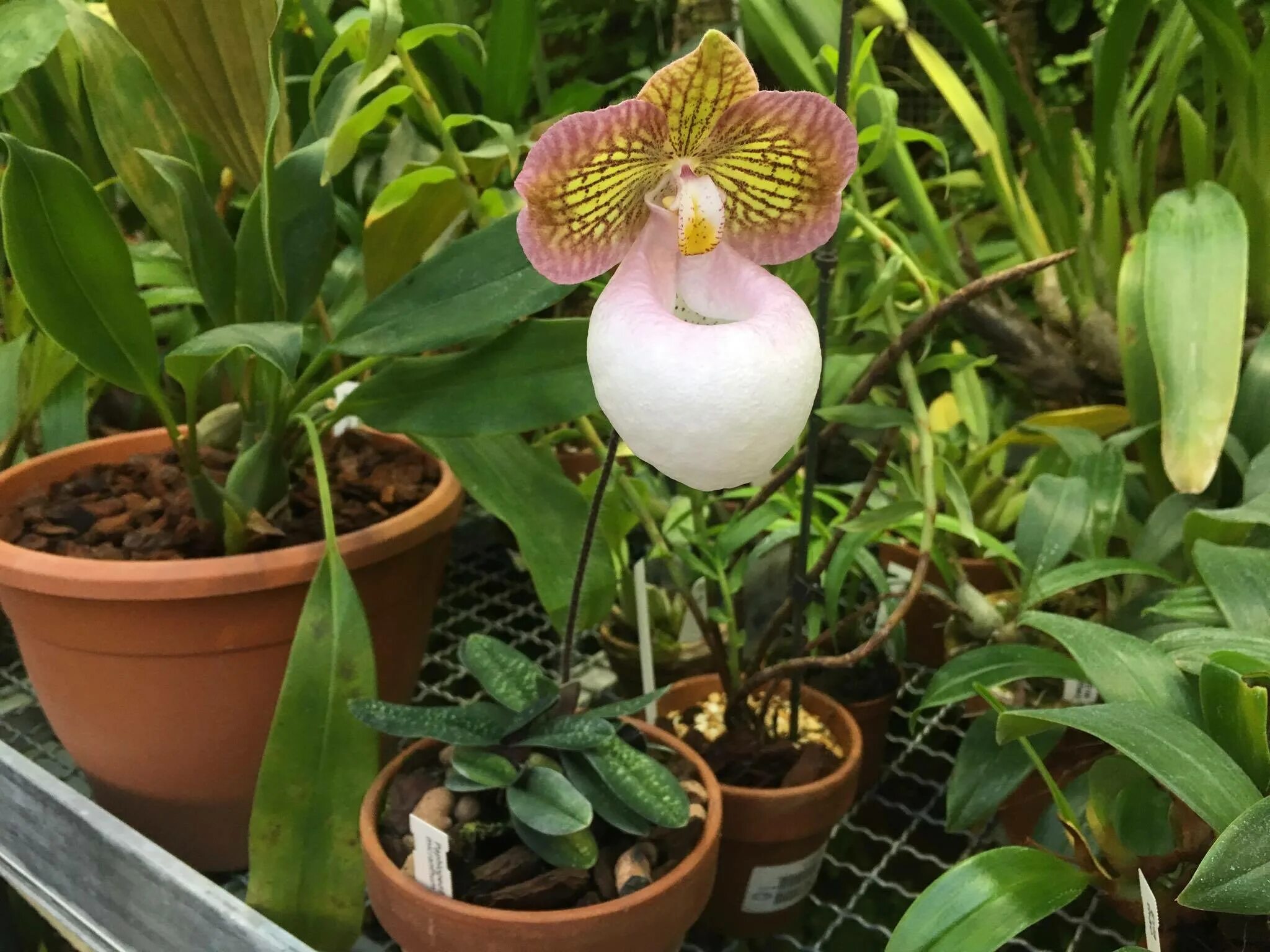 Ароматные фаленопсисы. Пафиопедилум микрантум. Орхидея Пафиопедилум микрантум. Орхидея серебряный башмачок (Пафиопедилум микрантум. Орхидеи в Аптекарском огороде 2021.