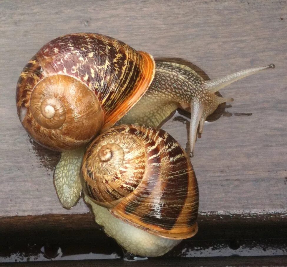 Helix aspersa улитка. Серая улитка (Helix aspersa). Helix aspersa Muller улитка. Хеликс Асперса садовые улитки.