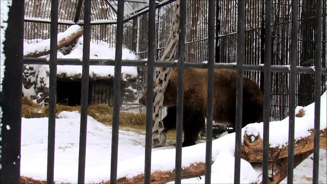 Новосибирский зоопарк вольеры. Зимние вольеры новосибирский зоопарк. перевязка новосибирский зоопарк. показать животных в вольерах новосибирского зоопарка.