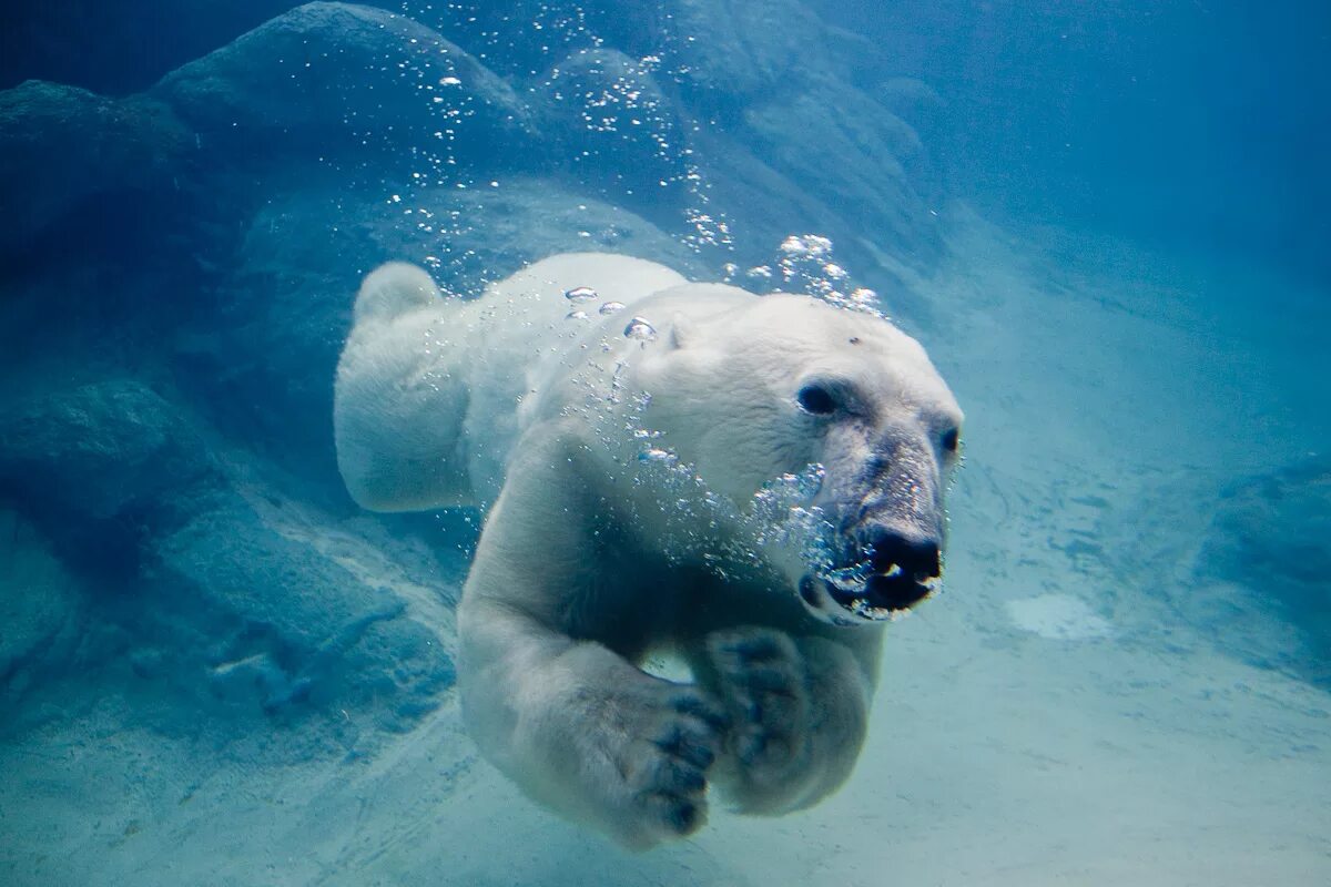 Can bears swim