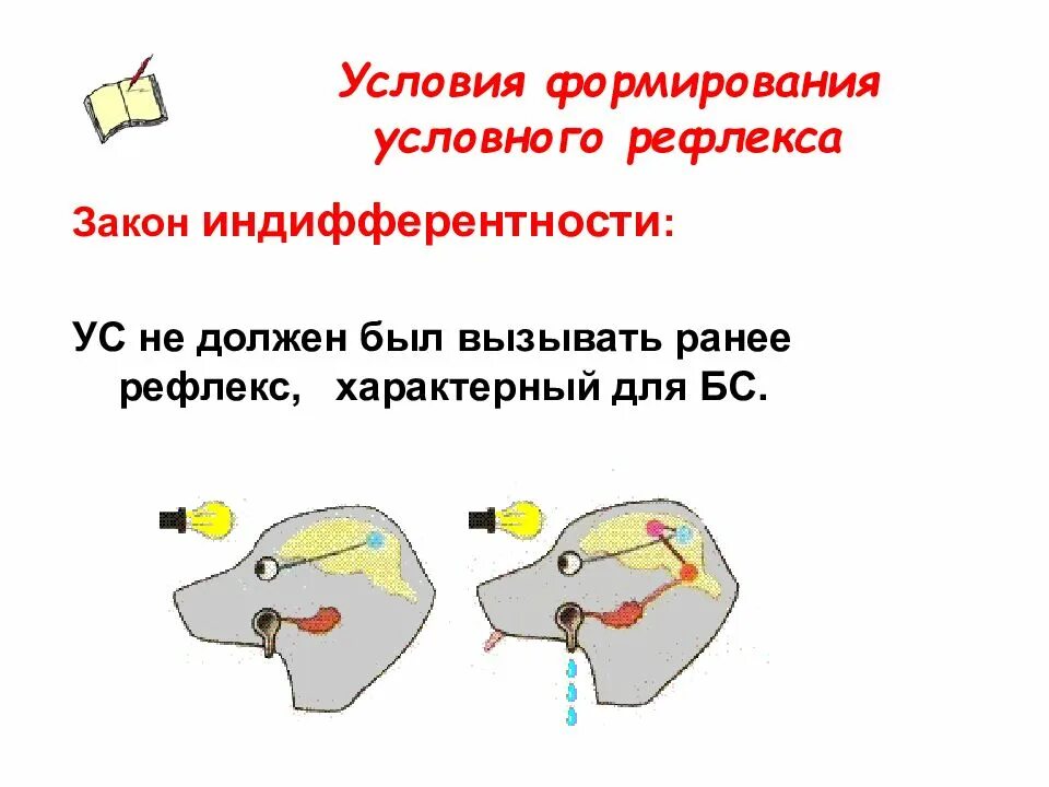 Формирование условного рефлекса. Условия формирования условных рефлексов. Условия образования условных рефлексов. Для условного рефлекса характерно:.