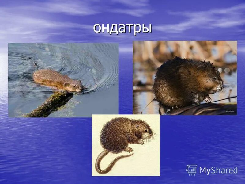 растения и животные реки обь. обитатели реки обь. рыбы обитающие в хмао. рыба в реке обь. растения и животные реки обь кратко.