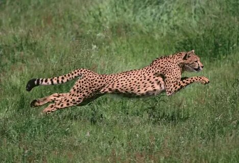 A cheetah run very