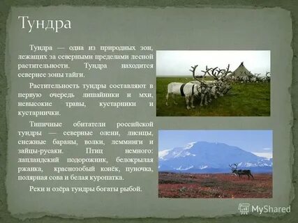 Что такое тундра 4 класс окружающий мир