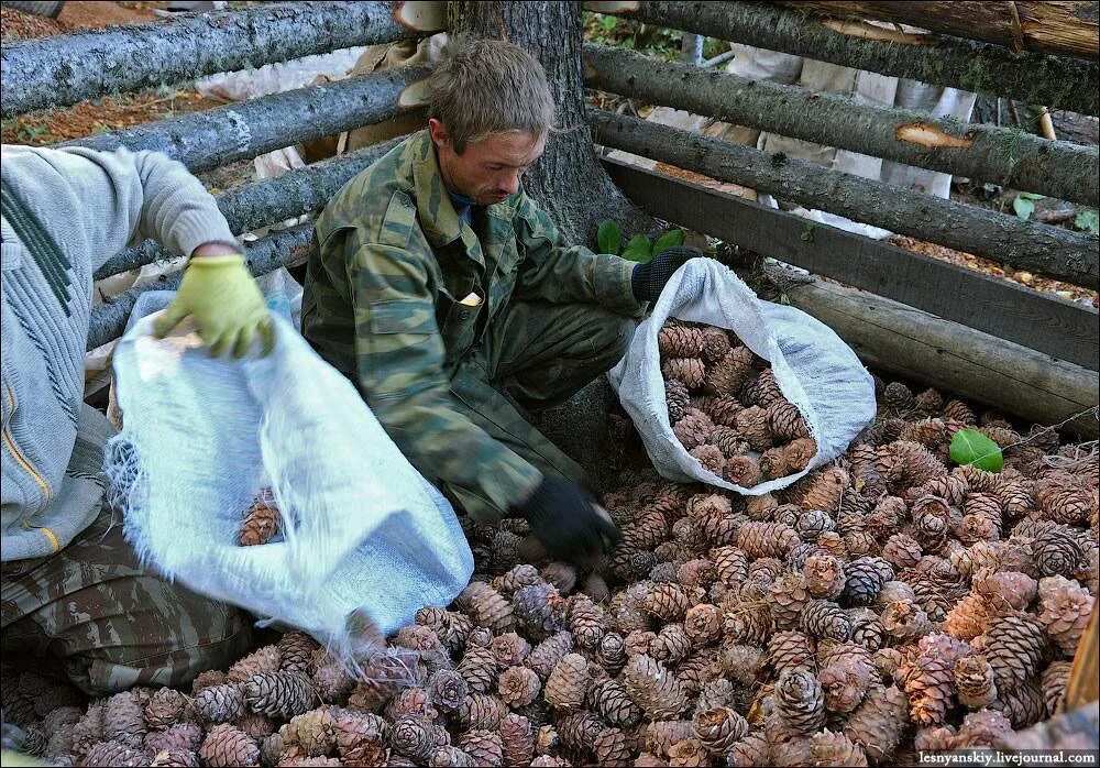 Сбор кедрового ореха в сибири. Когда собирать кедровые. Шишкарь кедролаз. Шишкарь кедролаз. Когда собирать кедровые.