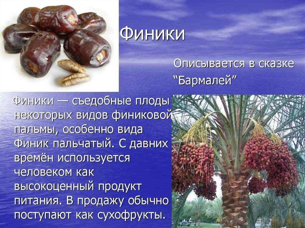 Описание финика. Растения африки финиковая пальма. Финиковая пальма в южной америке. Описание финика. Плоды финиковой пальмы.