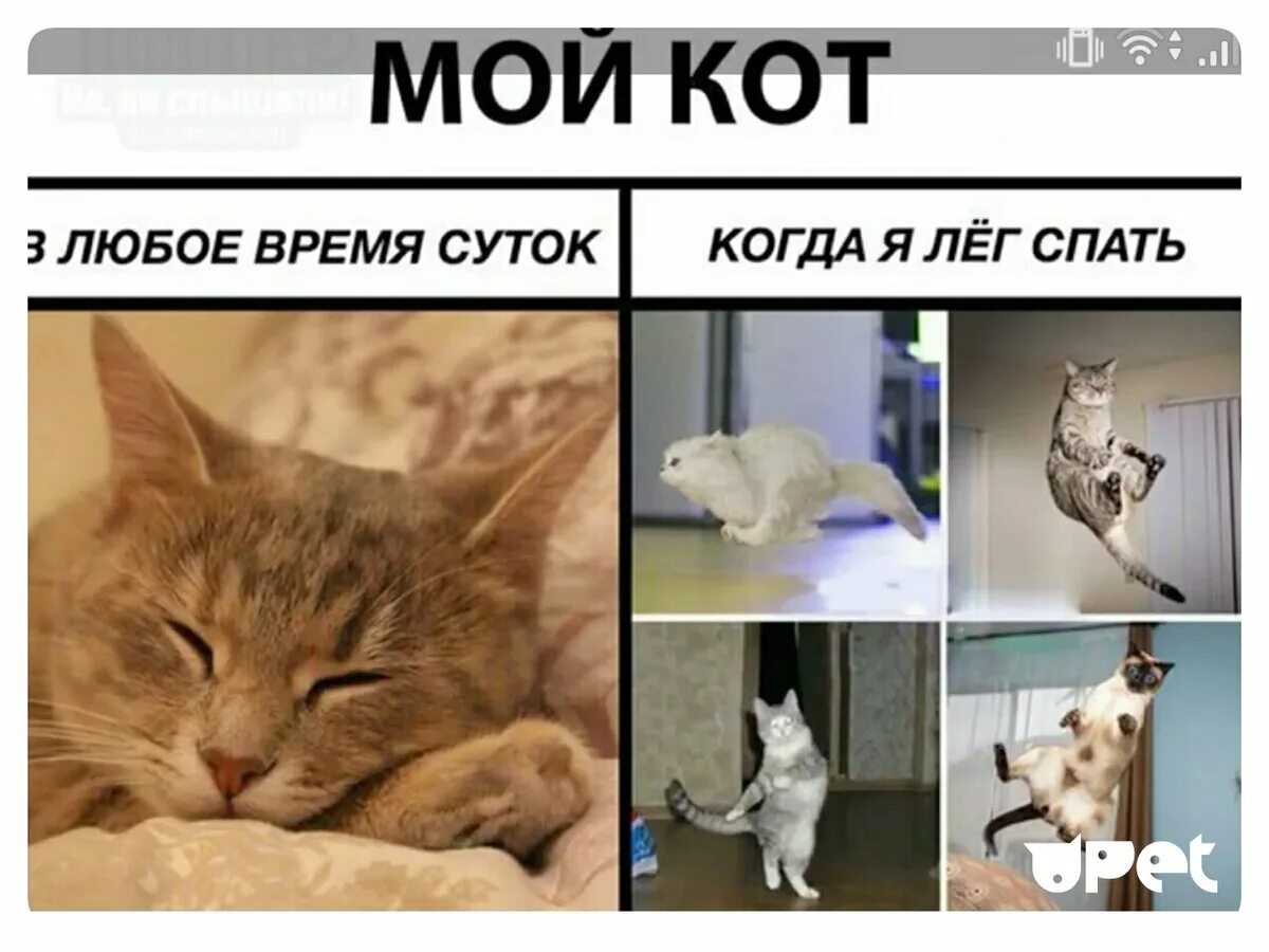Мем 4 кота. Мемы с котами. кот из мемы. мемы про котов. мемы с котятами.