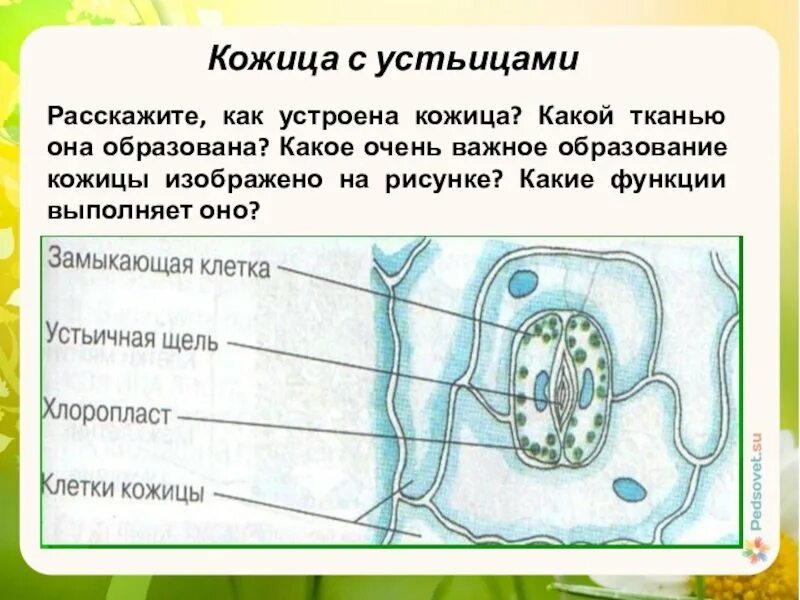 Что такое устьица 6 класс кратко. Устьице это в биологии 6 класс. строение устьица. устьица строение и функции. строение клетки устьица.
