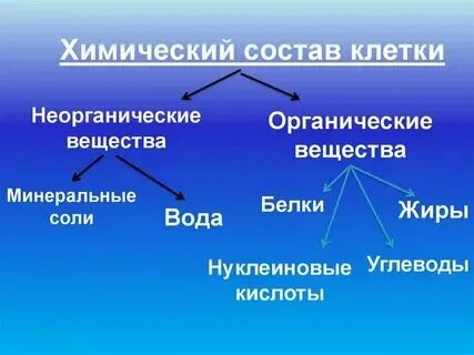 Органические и неорганические вещества в живых организмах