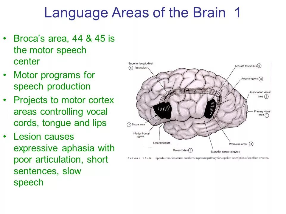 Language and the brain. Language areas in the brain. the main language areas in the brain are. association areas of brain.