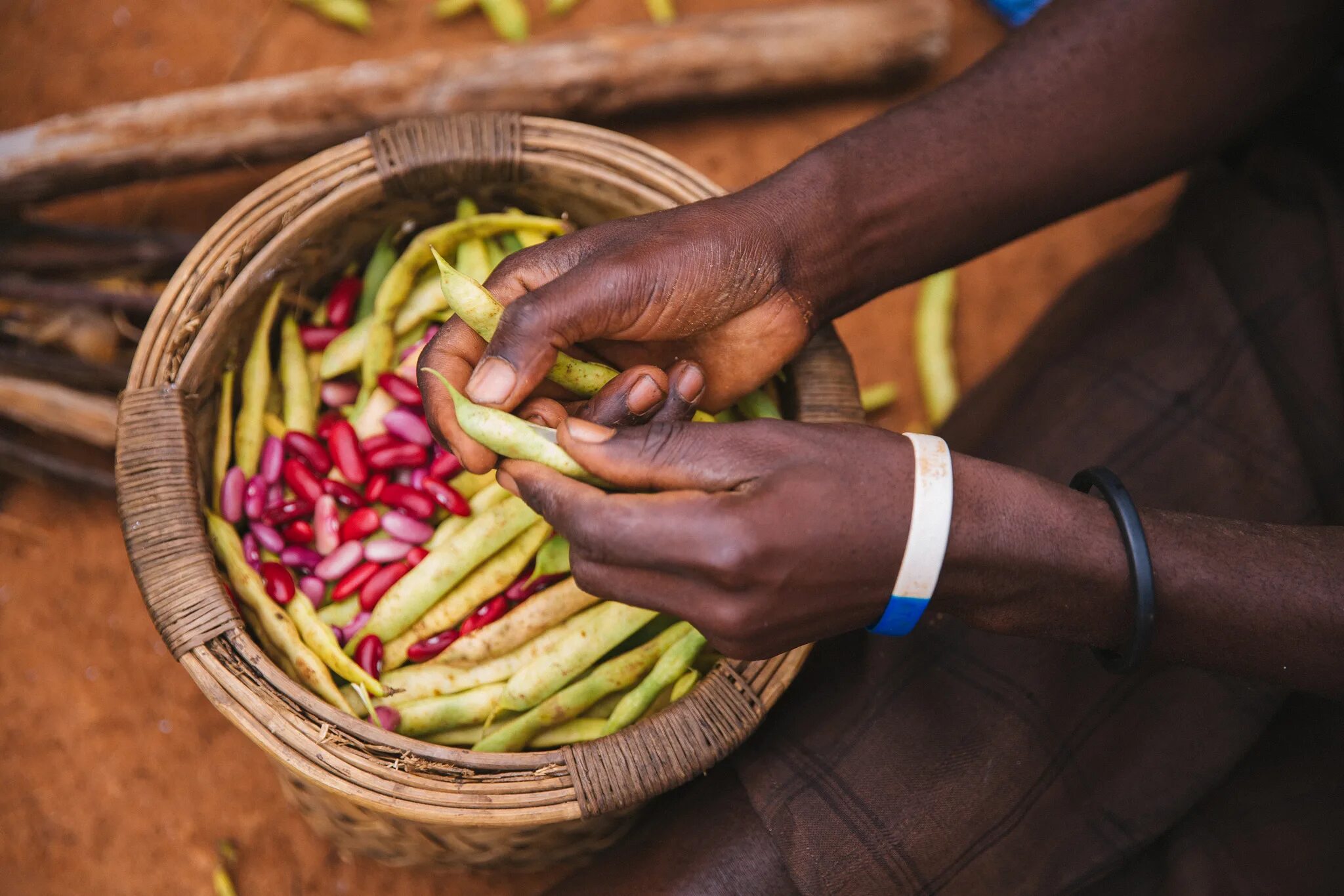 Система фуд. Интернациональная еда. Food System. Золото Малави. Малави сладость.