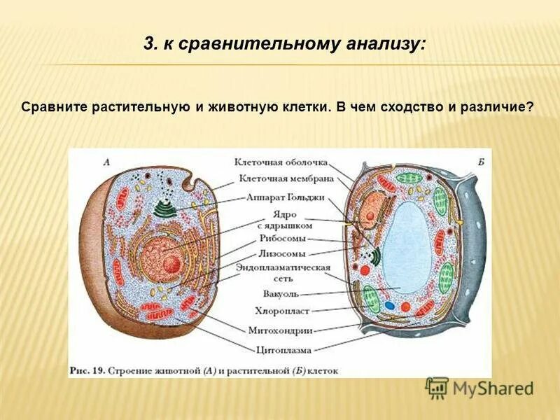 Животная клетка и растительная различие различие. Строение клетки сравнение растительной и животной клетки. Сходства растительной и животной клетки. Сравнение строения растительной и животной клетки. Характеристика животных и растительных клеток