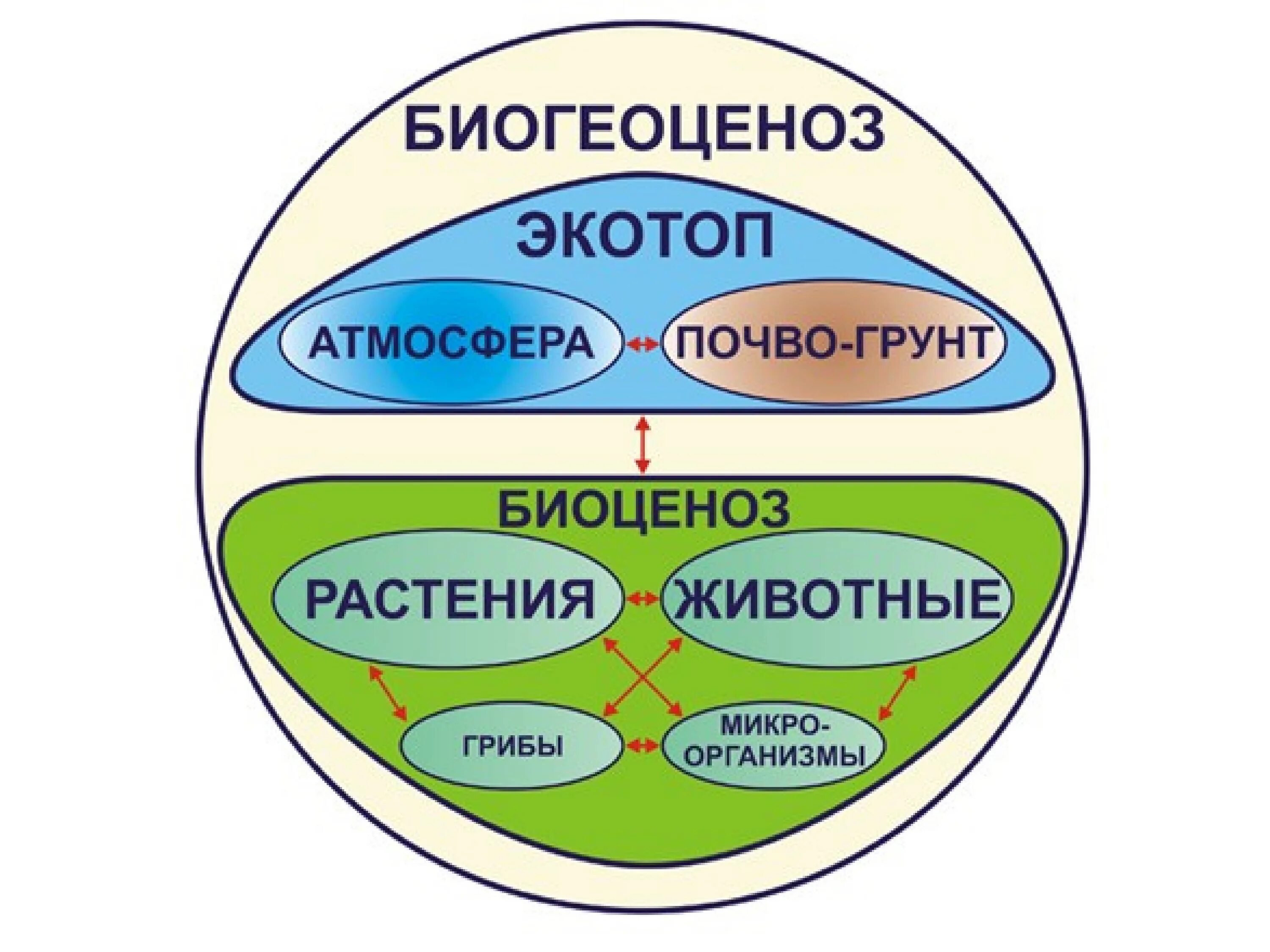 Структура экосистемы биотоп. Экосистема биоценоз биотоп. Биогеоценоз биотоп биоценоз. Экотоп и биоценоз. Биогеоценоз основа