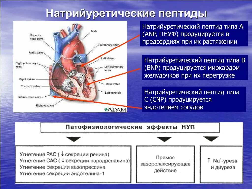 Пептид 32 мозга натрийуретический что это значит. Мозговой натрийуретический пептид при сердечной недостаточности. NT Pro BNP натрийуретический пептид. Предсердный натрийуретический пептид строение. Натрийуретический пептид при ХСН.