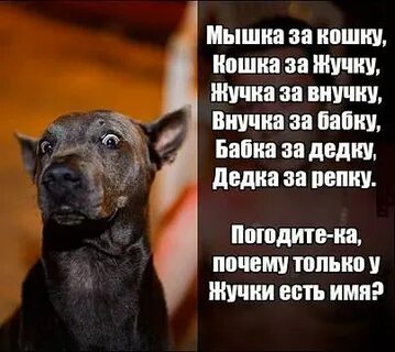 Съесть жучка