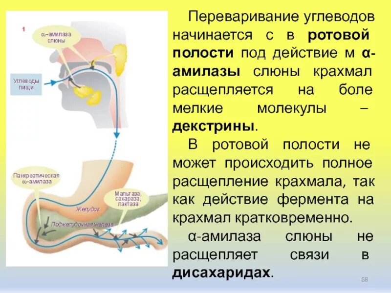 Слюна расщепляет жиры. Переваривание углеводов. Расщепление углеводов в ротовой полости. Углеводы расщепляются в ротовой полости. В ротовой полости ферменты слюны расщепляются углеводы.