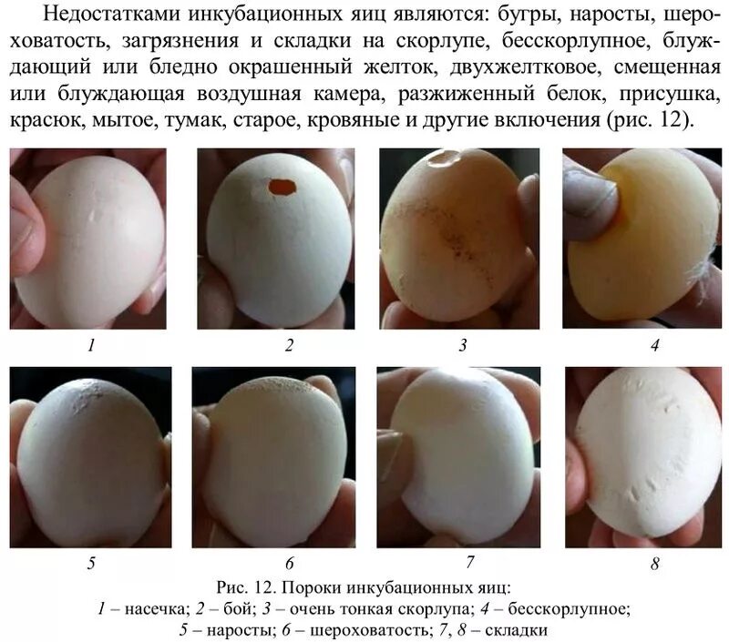 Яйцо неправильной формы